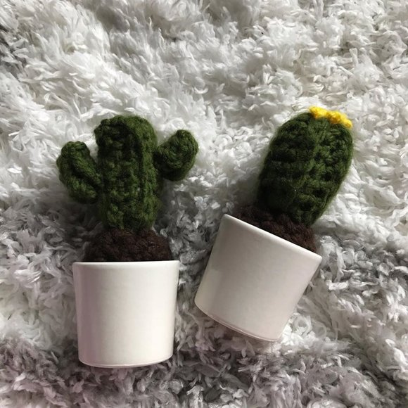 Cactus succulent plant gift - Picture 3 of 5